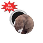 elephant 1.75  Magnet (10 pack) 