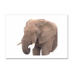 elephant Sticker A4 (100 pack)