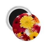 daisys 2.25  Magnet
