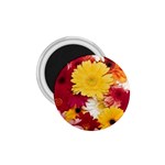 daisys 1.75  Magnet