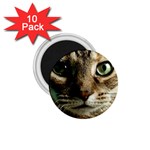 cat 1.75  Magnet (10 pack) 
