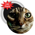 cat 3  Magnet (100 pack)