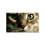 cat Sticker Rectangular (100 pack)