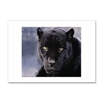 black panther Sticker A4 (100 pack)