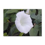 whiteflower1678 Sticker A4 (100 pack)