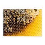 Honeycomb With Bees Sticker A4 (100 pack)