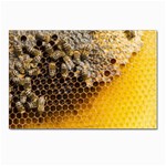 Honeycomb With Bees Postcard 4 x 6  (Pkg of 10)