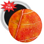 Red Leaf 3  Magnet (10 pack)