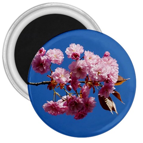Japanese flowering cherry 3  Magnet from UrbanLoad.com Front