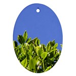 Hedge  Ornament (Oval)