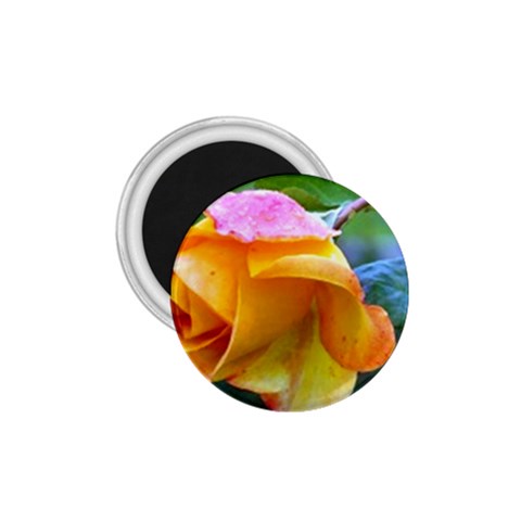 Orange Rose   1.75  Magnet from UrbanLoad.com Front