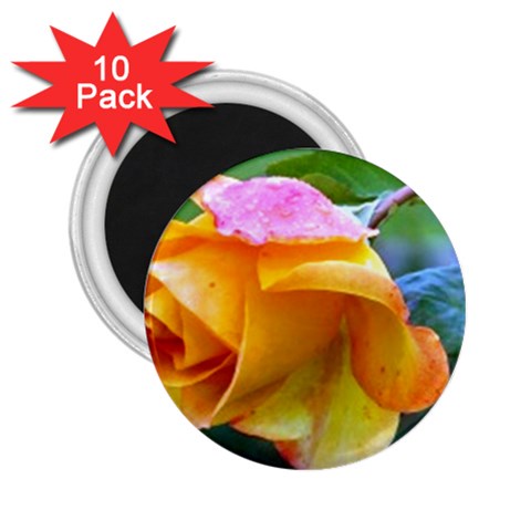 Orange Rose   2.25  Magnet (10 pack) from UrbanLoad.com Front