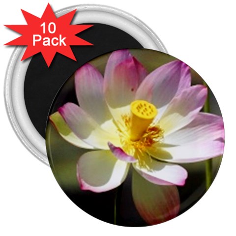 Lotus Flower Long   3  Magnet (10 pack) from UrbanLoad.com Front