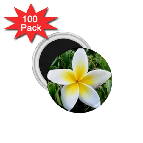 Good Morning Flower  1.75  Magnet (100 pack)  from UrbanLoad.com Front