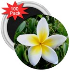 Good Morning Flower  3  Magnet (100 pack)