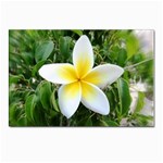 Good Morning Flower  Postcard 4 x 6  (Pkg of 10)