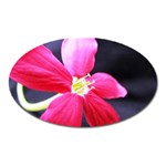 Antina Flower  Magnet (Oval)