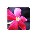 Antina Flower  Magnet (Square)