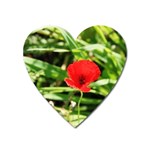 Anemone Flower   Magnet (Heart)