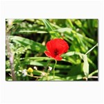 Anemone Flower   Postcard 4 x 6  (Pkg of 10)
