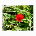 Anemone Flower   Glasses Cloth (Small)