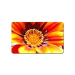 Annual Zinnia Flower   Magnet (Name Card)