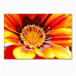 Annual Zinnia Flower   Postcards 5  x 7  (Pkg of 10)