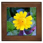 A Yellow Flower  Framed Tile