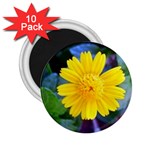 A Yellow Flower  2.25  Magnet (10 pack)