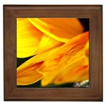 Yellow Sunflower 1   Framed Tile