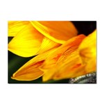 Yellow Sunflower 1   Sticker A4 (10 pack)