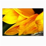 Yellow Sunflower 1   Postcard 4 x 6  (Pkg of 10)