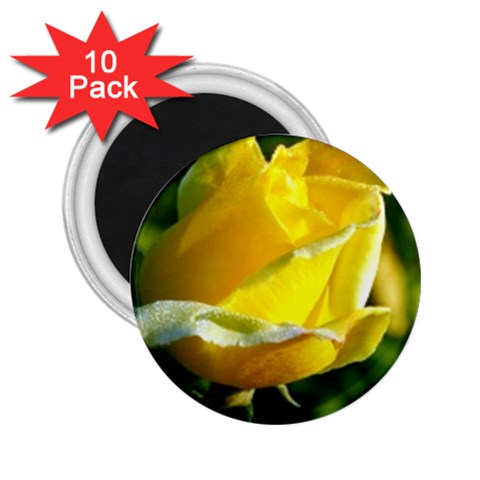 Yellow Rose  2.25  Magnet (10 pack) from UrbanLoad.com Front