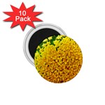 Yellow Flower Stars   1.75  Magnet (10 pack) 