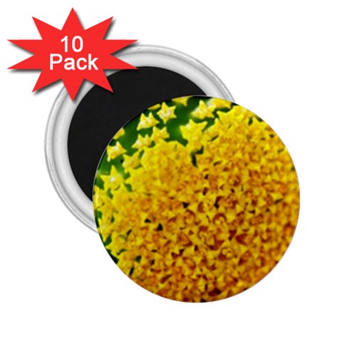 Yellow Flower Stars   2.25  Magnet (10 pack) from UrbanLoad.com Front
