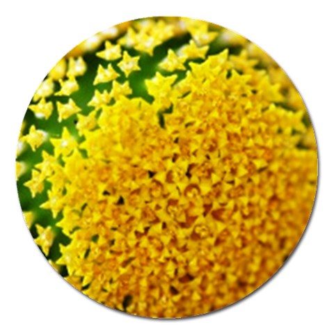Yellow Flower Stars   Magnet 5  (Round) from UrbanLoad.com Front