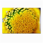 Yellow Flower Stars   Postcards 5  x 7  (Pkg of 10)