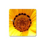 Yellow of Gazania Flower  Magnet (Square)