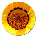 Yellow of Gazania Flower  Magnet 5  (Round)