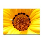 Yellow of Gazania Flower  Sticker A4 (100 pack)