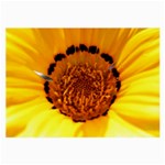 Yellow of Gazania Flower  Glasses Cloth (Large)