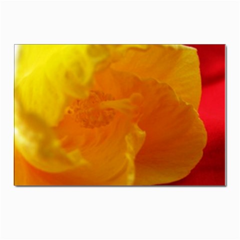 Yellow Flower Front  Postcard 4 x 6  (Pkg of 10) from UrbanLoad.com Front