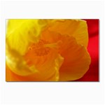 Yellow Flower Front  Postcard 4 x 6  (Pkg of 10)