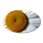 Yellow Daisy Detail  Magnet (Oval)