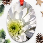 White Flower 1   Ornament (Oval)