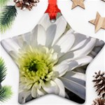 White Flower 1   Ornament (Star)