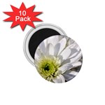 White Flower 1   1.75  Magnet (10 pack) 