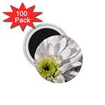 White Flower 1   1.75  Magnet (100 pack) 