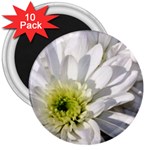 White Flower 1   3  Magnet (10 pack)