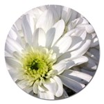 White Flower 1   Magnet 5  (Round)